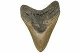 Serrated, Fossil Megalodon Tooth - North Carolina #199699-1